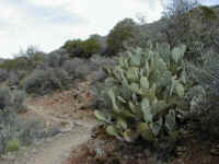 Cactus(1).JPG (150111 octets)
