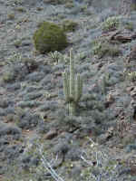 Cactus(3).JPG (175625 octets)