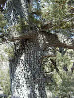 CrocodileTree800x600.jpg (152620 octets)