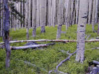 P6260017800x600.jpg (131467 octets)